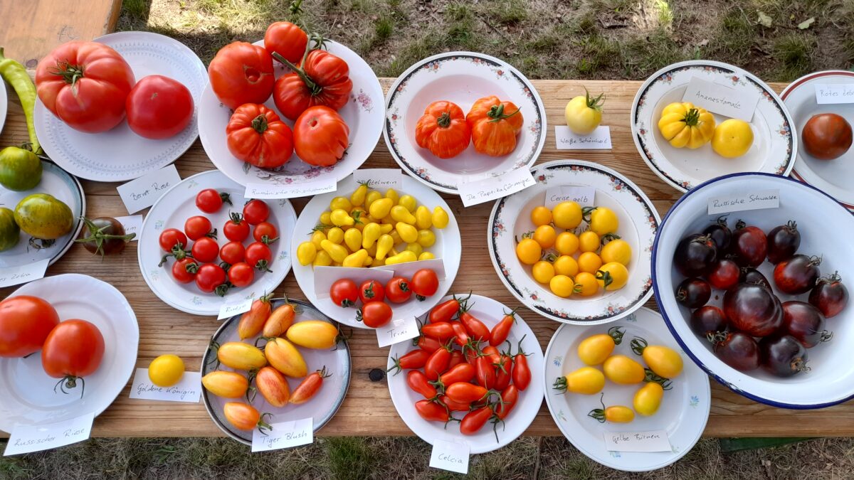 Von Andenhörnchen bis Grünes Zebra: Tomatentag in Wartha
