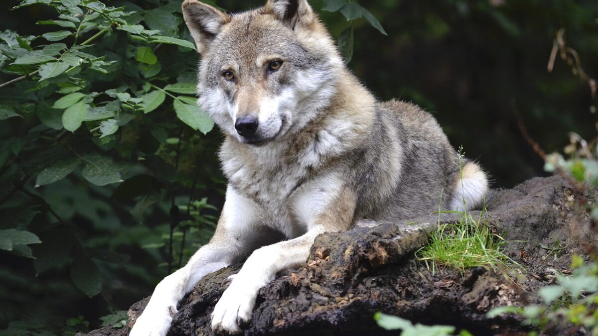 27 Wolfsrisse im August – Fachstelle rät zu mehr Herdenschutz