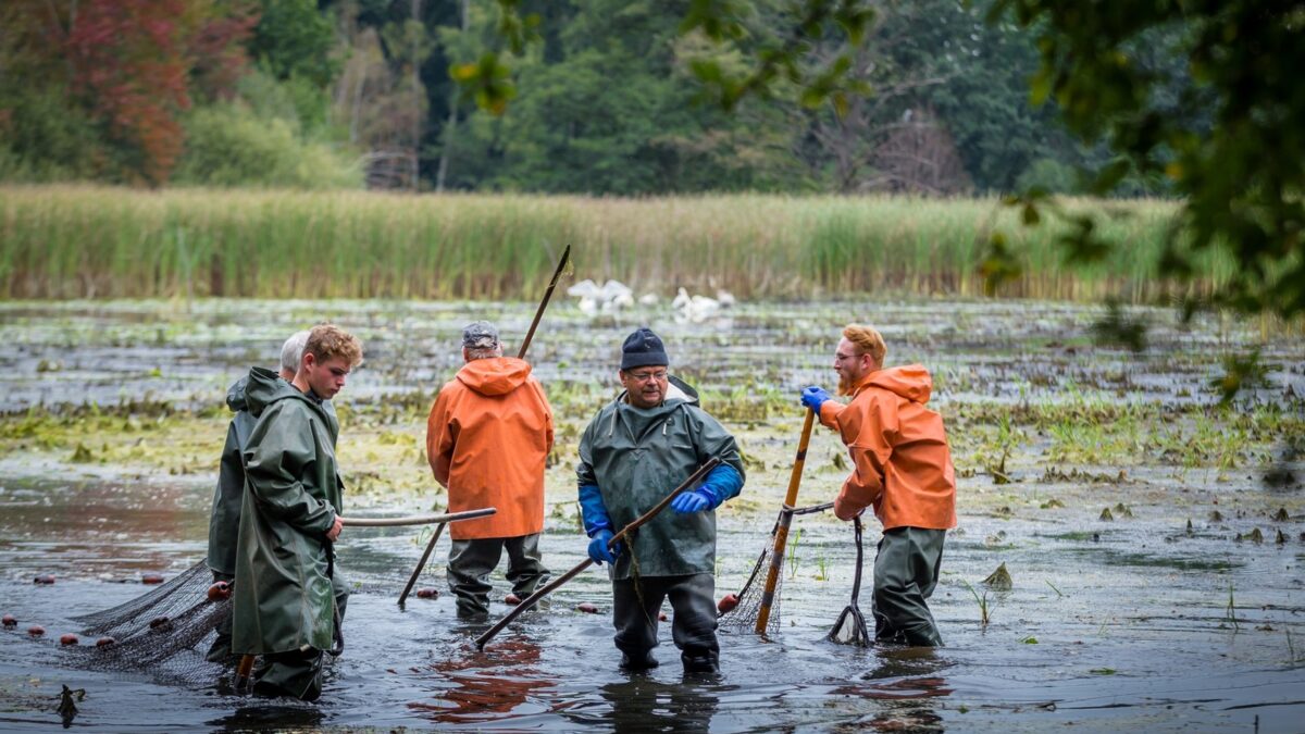 Lausitzer Fischwochen starten zum 25. Mal