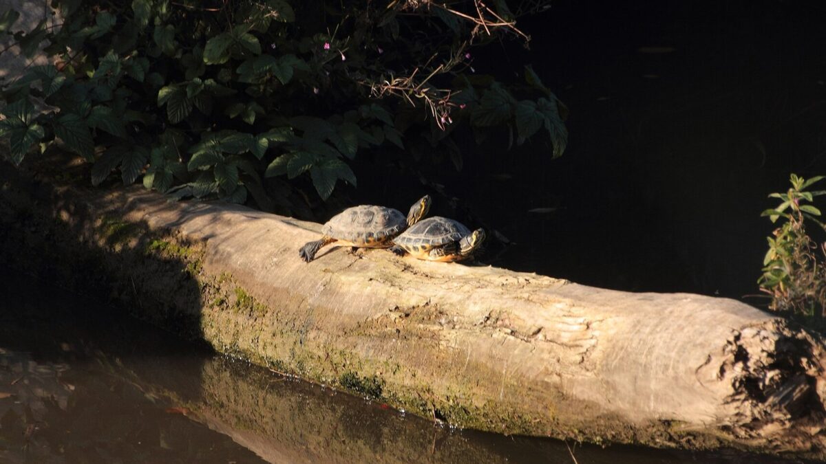 Schildkröte Gerhart verbringt die Nacht auf dem Zittauer Revier