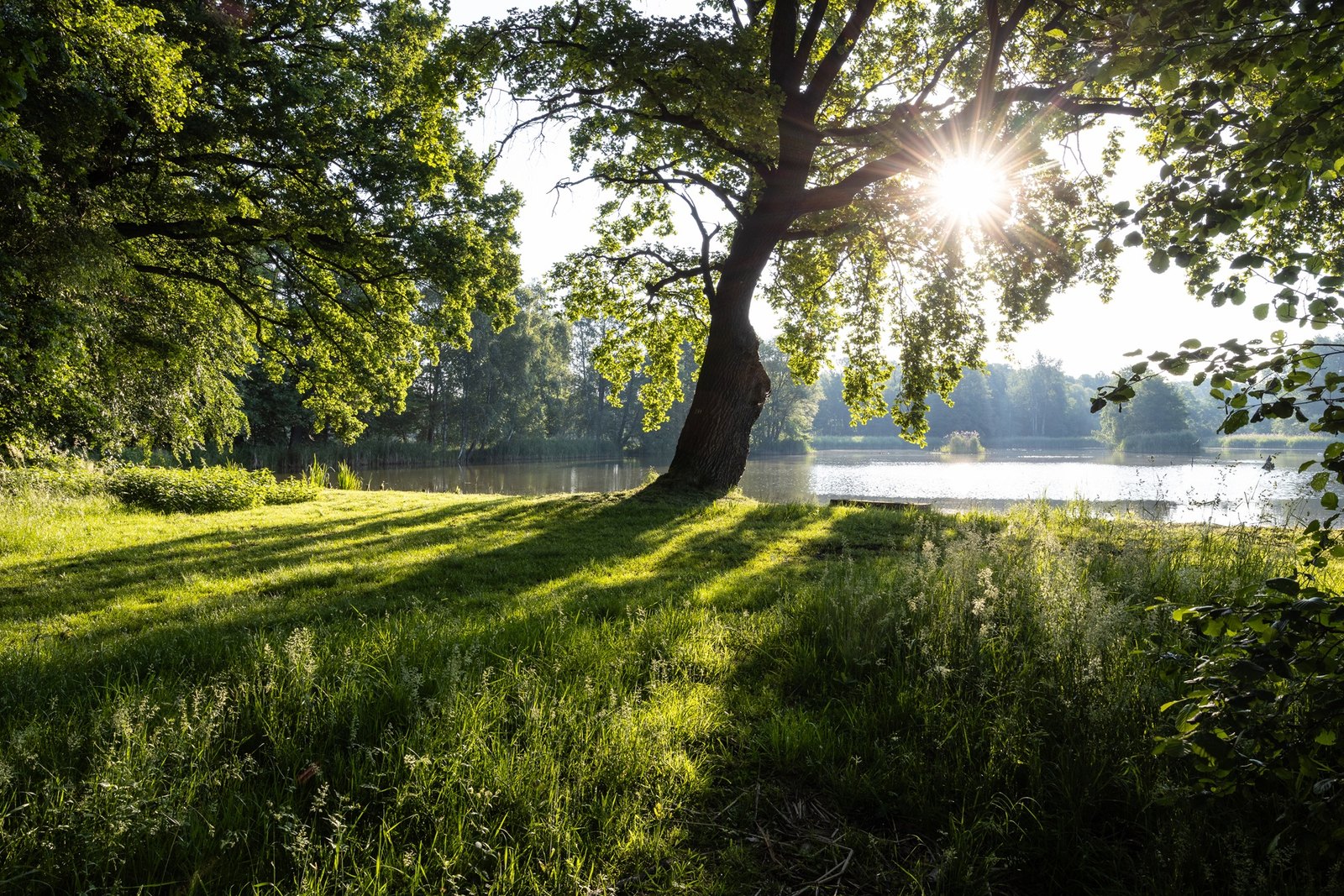Ein Teich der Fischzucht Rietschen im Morgenlicht, davor eine alte Eiche auf der Uferwiese