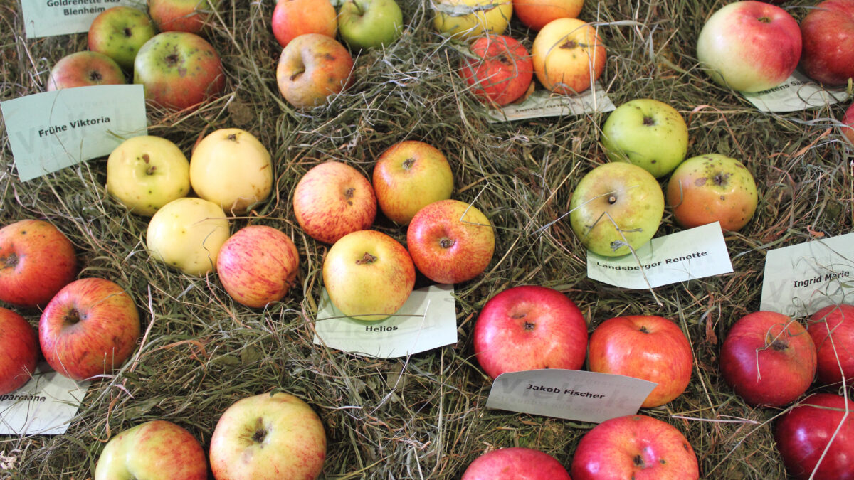 Apfel-Aktionstag am 31. Oktober auf der Spreeinsel Uhyst