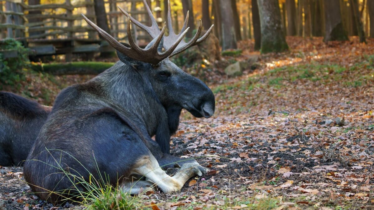Vortrag in Görlitz fragt, ob die Elche zurückkehren